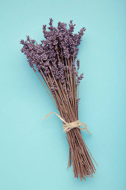istock Lavender flowers on blue background. Floral composition. Vertical photo 2236385136