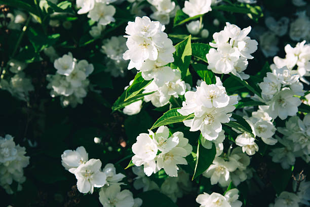 jasmine flowers blossoming in sunny summer day, closeup photo.