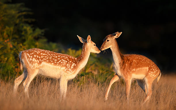 istock Close-up of two young fallow deer standing in a meadow 2236386695