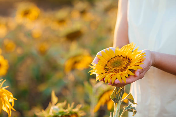 istock Beautiful sunflower in hands on sunny nature background 2236386981