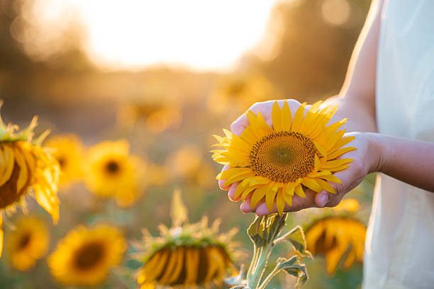 istock Beautiful sunflower in hands on sunny nature background 2236387061
