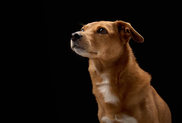 The dog or Canis lupus is a domesticated descendant of the wolf. Also called the domestic dog, it is derived from the extinct Pleistocene wolf, and the modern wolf is the dog's nearest living relative.