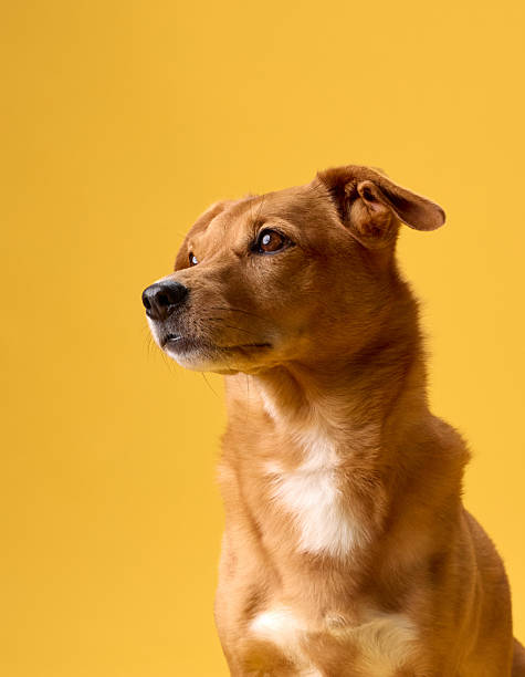istock Brown dog alert with soft light on yellow wall 2236387130