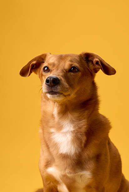 istock Brown dog portrait yellow background centered frame 2236387138
