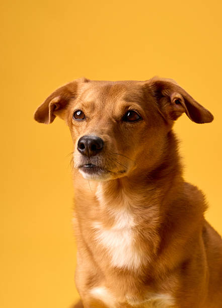 istock Brown dog yellow backdrop soft lighting closeup 2236387140