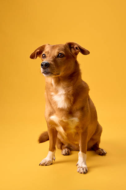 istock Dog sitting calmly looking to the side yellow wall 2236387145