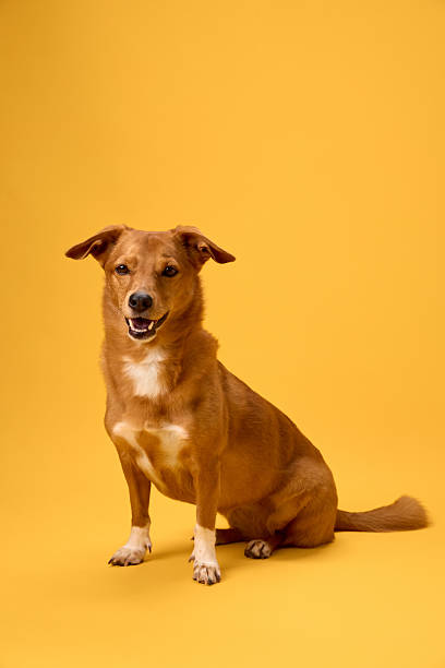 istock Dog standing straight on yellow backdrop 2236387150