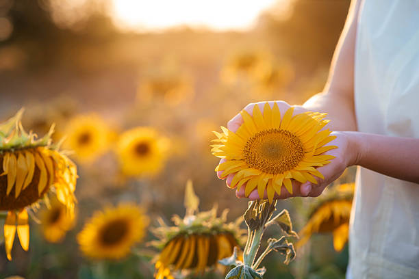 istock Beautiful sunflower in hands on sunny nature background 2236387182