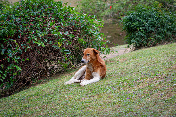 Brown dog sitting on grass in botanical garden.