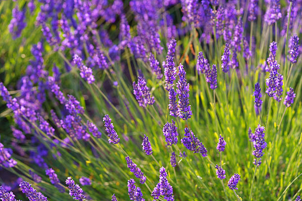 istock Lavender blossoms glowing in soft evening sunlight during peak summer bloom in a fragrant garden 2236388214