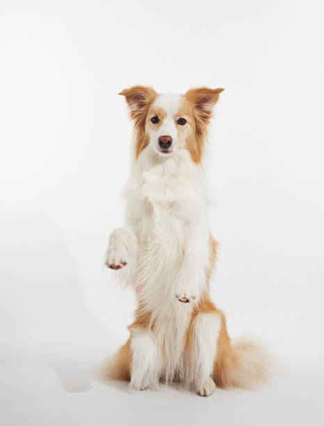 istock Bordercollie with raised paws on white 2236389214