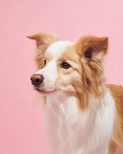 istock Bordercollie with upright ears on pink 2236389219