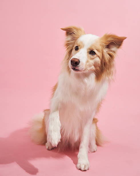 istock Bordercollie raising front leg and sitting 2236389220