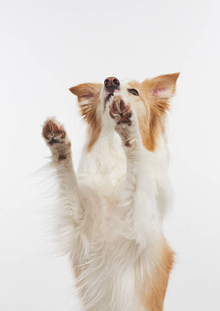 istock Dog raising paw on white background 2236389235
