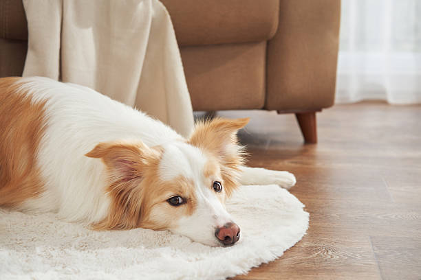 istock Bordercollie resting on rug 2236389279