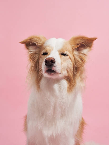 istock Studio portrait of bordercollie 2236389281