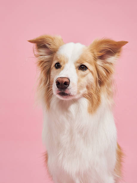 istock Studio portrait of bordercollie 2236389282