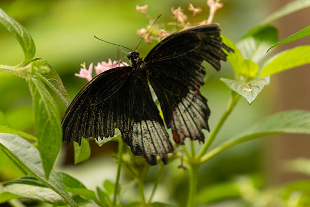 istock Great Mormon Papilio Memnon Butterfly 2236389309