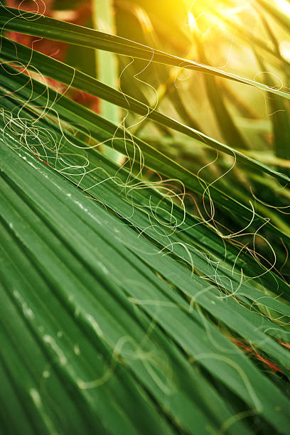Nature leaves, green tropical forest, backgound illustration concept