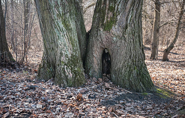 Close view of a tree trunk with hollow and moss highlights natural forest texture