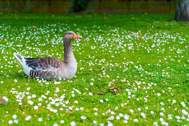 Goose resting on a vibrant green lawn scattered with white flowers, illustrating a peaceful natural scene.
