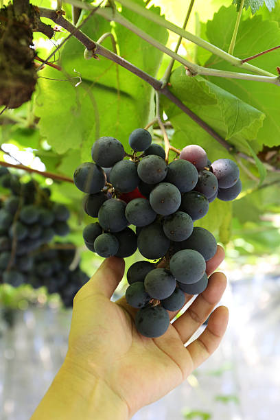 Grape picking at the farm, a fun holiday