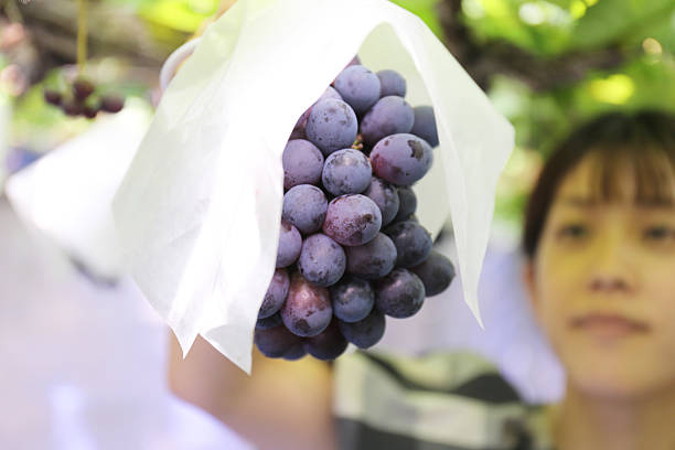 Grape picking at the farm, a fun holiday
