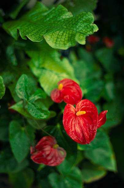 Clerodendrum speciosissimum, the Java glory bower