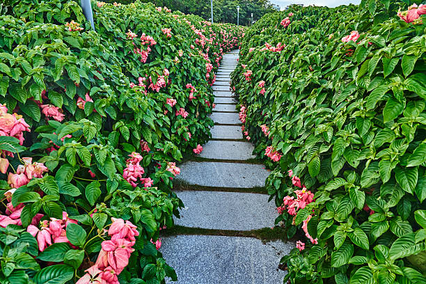Curved footpath in the beautiful flowers garden