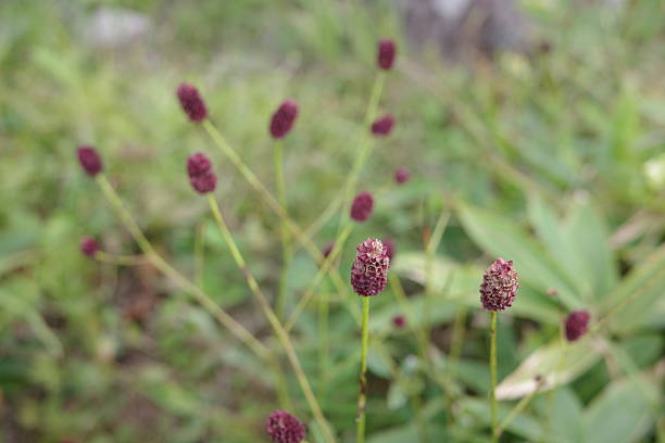 istock Great burnet (Sanguisorba officinalis) growing on the Kirigamine Plateau, its reddish-purple flower spikes adding subtle beauty to the highland meadows. 2236396463