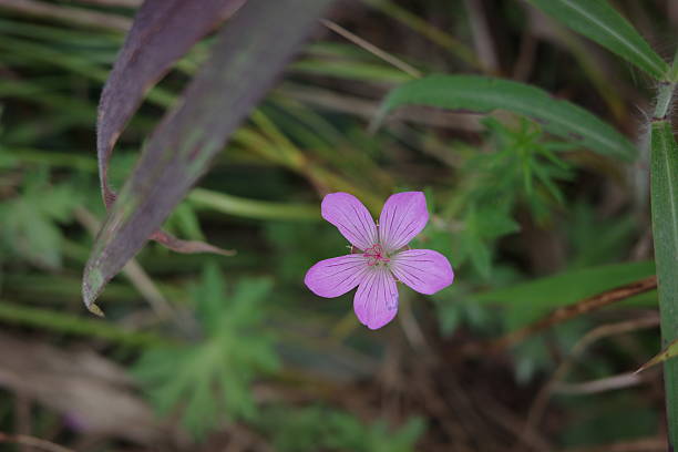 istock Hakusan geranium (Geranium yesoense var. nipponicum), blooming on the Kirigamine Plateau, its pale reddish-purple flowers adding color to the summer highlands. 2236396489