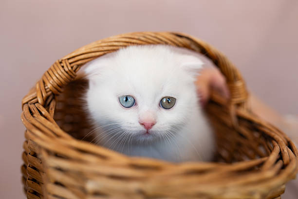 istock A cute white kitten with different eyes is sitting in a basket 2236396916