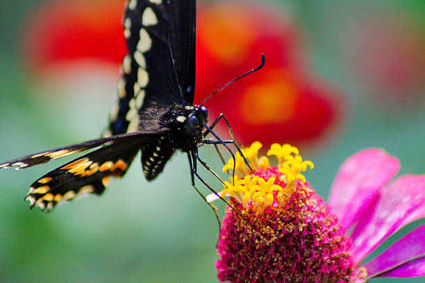 istock Black Swallowtail feeding on the nectar of a zinnia. 2236399263