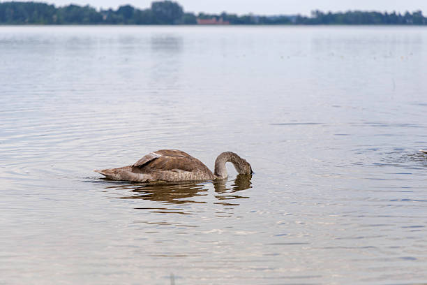 A young, gray swan spreads its wings and dips its head into the calm water of a large lake, capturing a moment of natural elegance.