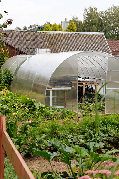 istock Greenhouse in a Home Garden 2236402275