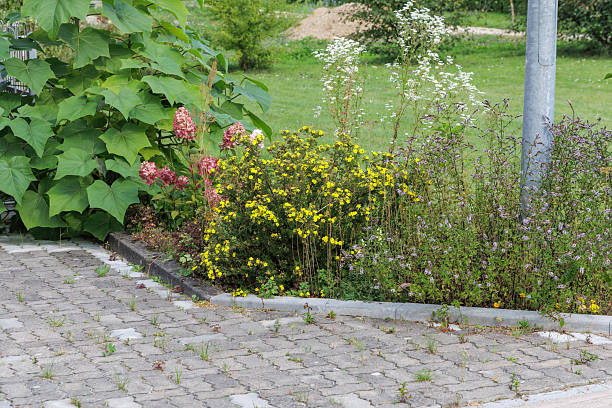 istock Urban Garden with Diverse Plants 2236402343