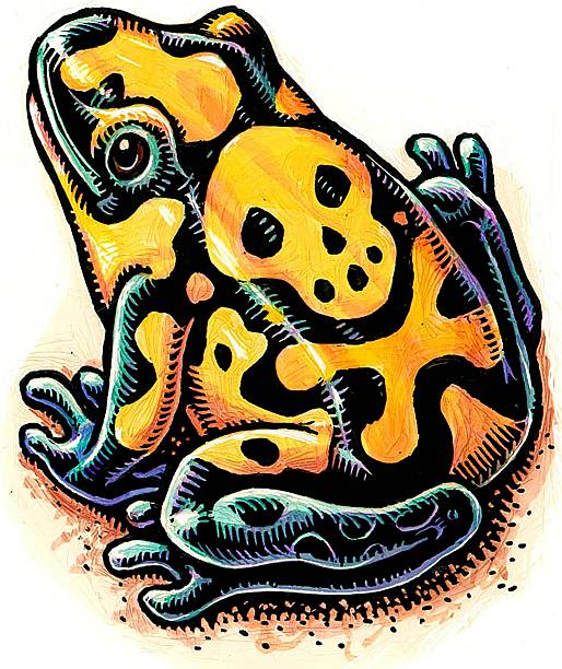 istock poisonous frog with yellow spots shaped like skull and crossbones 2236403576