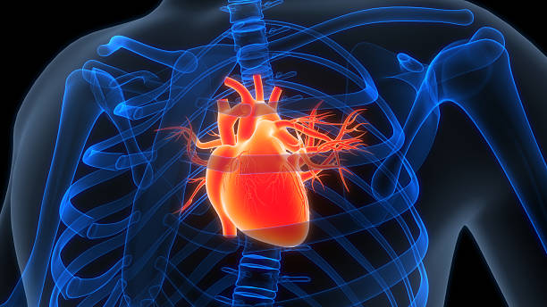 istock Human Circulatory System Heart Anatomy 2236404702