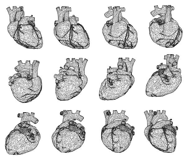 istock Anatomical heart set of nine black and white wireframe 2236405906