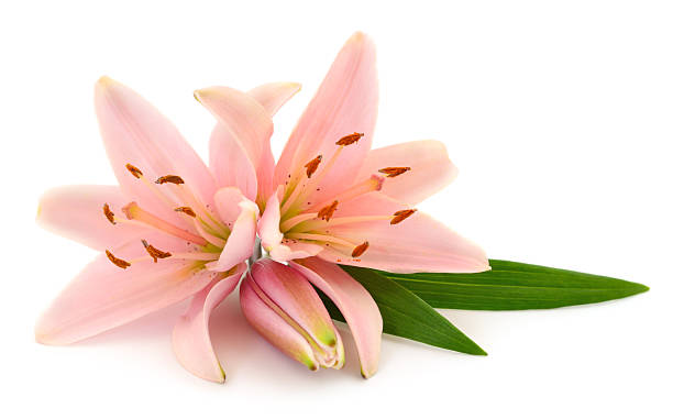 istock Pink lily flowers isolated on white background 2236406222