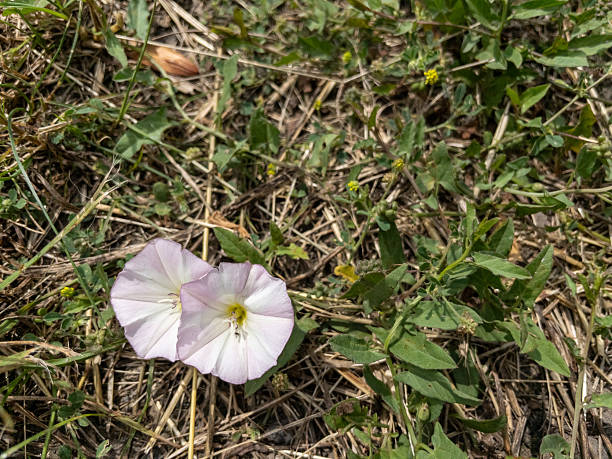 Field bindweed flowers blooming among green leaves and dry straw