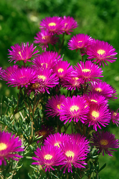 Persian cornflower.  the Persian cornflower or whitewash cornflower. acem halısı