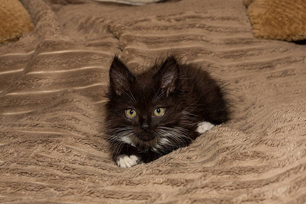 istock Small black kitten is lying on the bed 2236410131