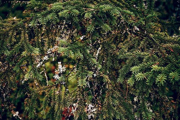 Summer Spring Green Background Texture nature forest Abstract branches with fir needles wallpaper Top View