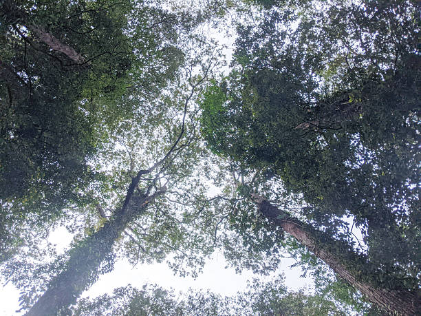 istock tall, lush trees with green leaves under a bright sky 2236411874