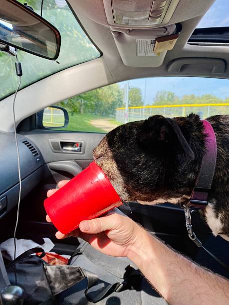 istock Dog Drinking Water out of Red Cup 2236411948