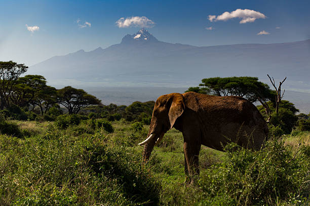 istock African Elephant with Mount Kilimanjaro, Mawenzi Peak 2236412182