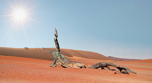 istock Dead trees in Dead Vlei  - Sossusvlei, Namib desert, Namibia 2236413114