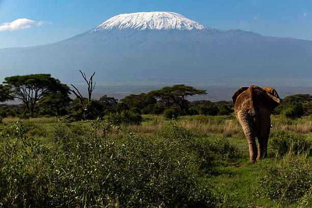 istock African Elephant with Mount Kilimanjaro 2236413135