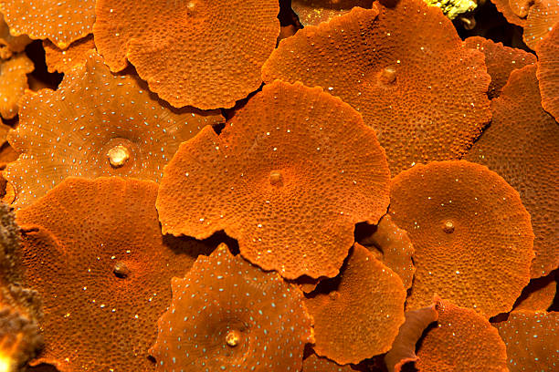 Spotted Red Mushroom coral